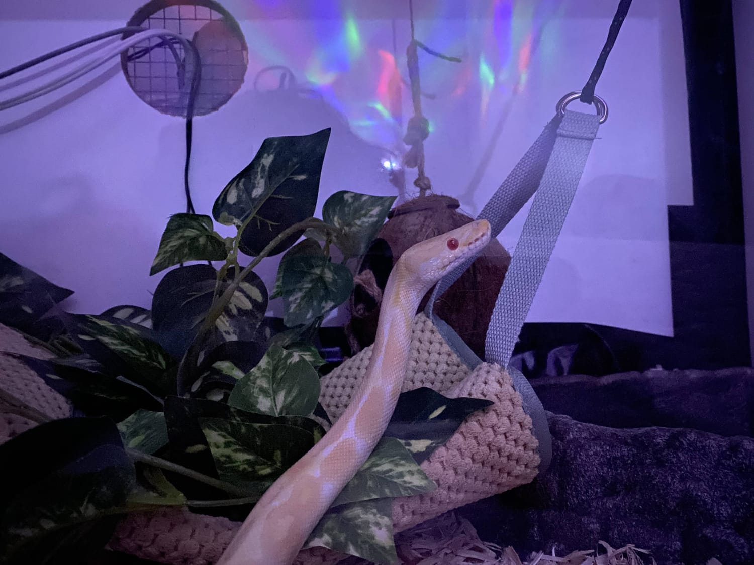Sweet Potato watching his favorite show