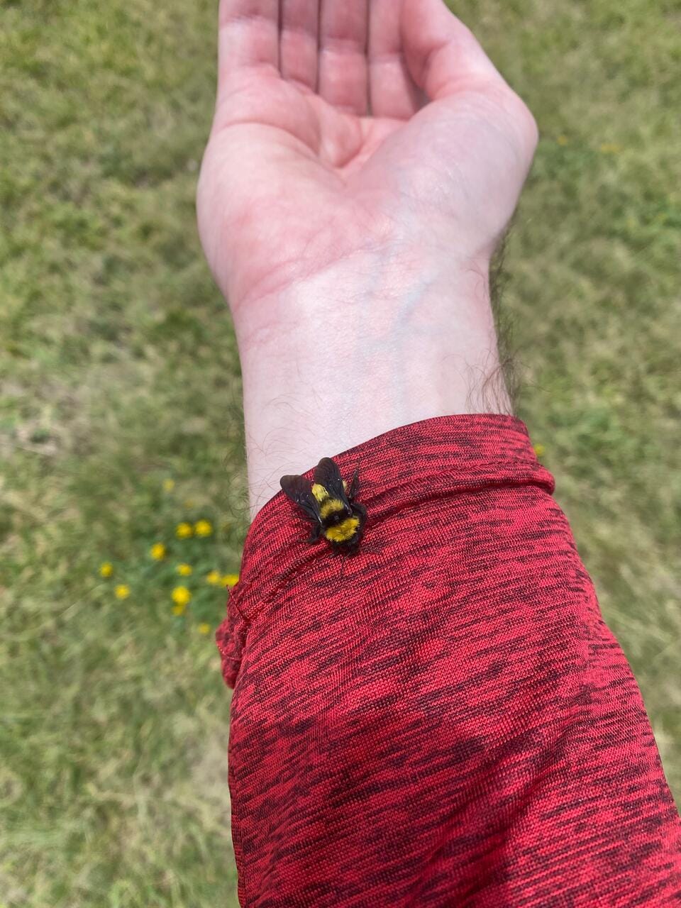 Dr Boaz & the Bee