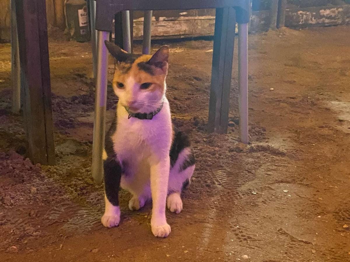 Dr. Boaz Goss and the friendly restaurant cat | The Orthodox Snake Writing Agency