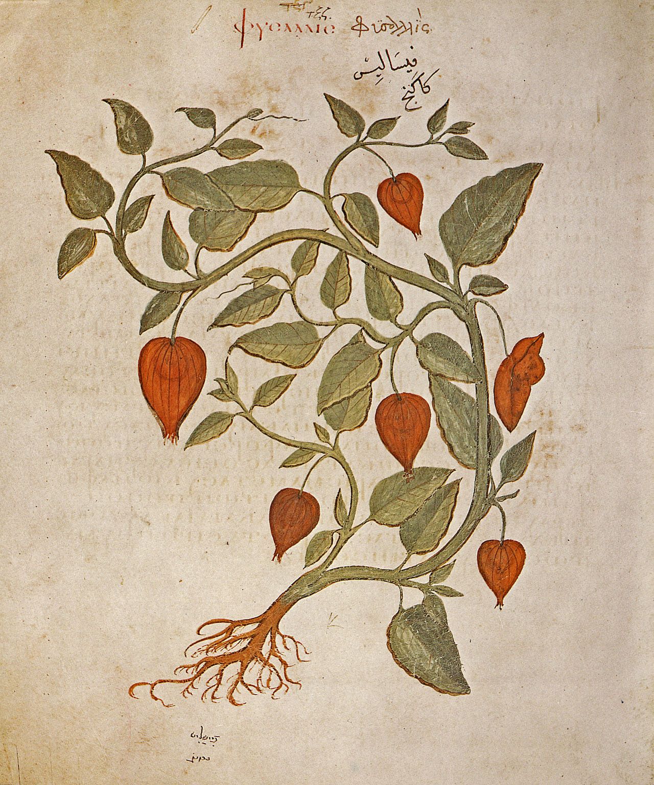 The 5 Best Herbs for Anxiety Our Favorite Herbs, Extracts & Adaptogens