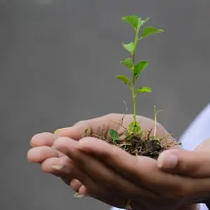 Growing seedling