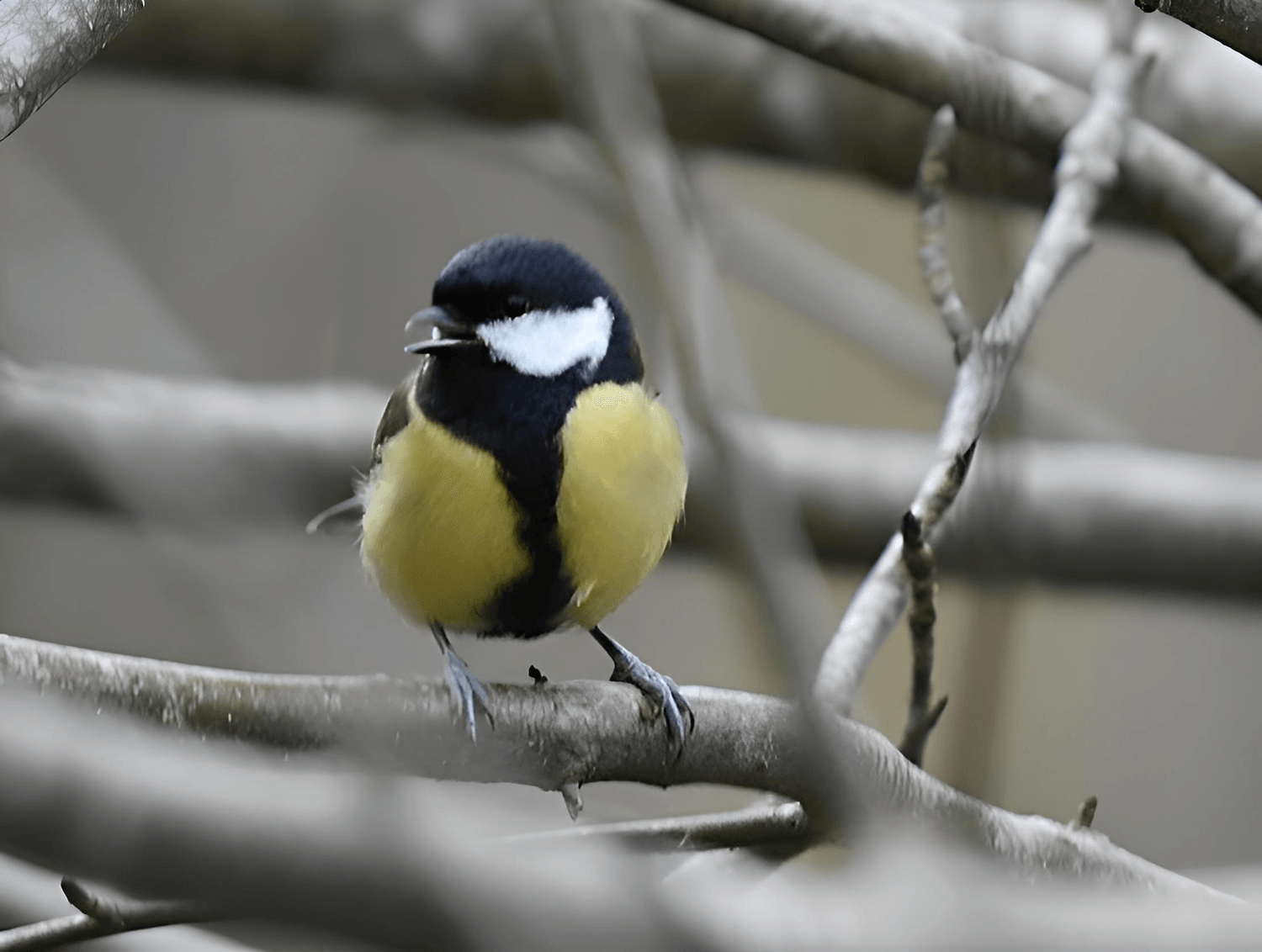 Mésange charbonnière