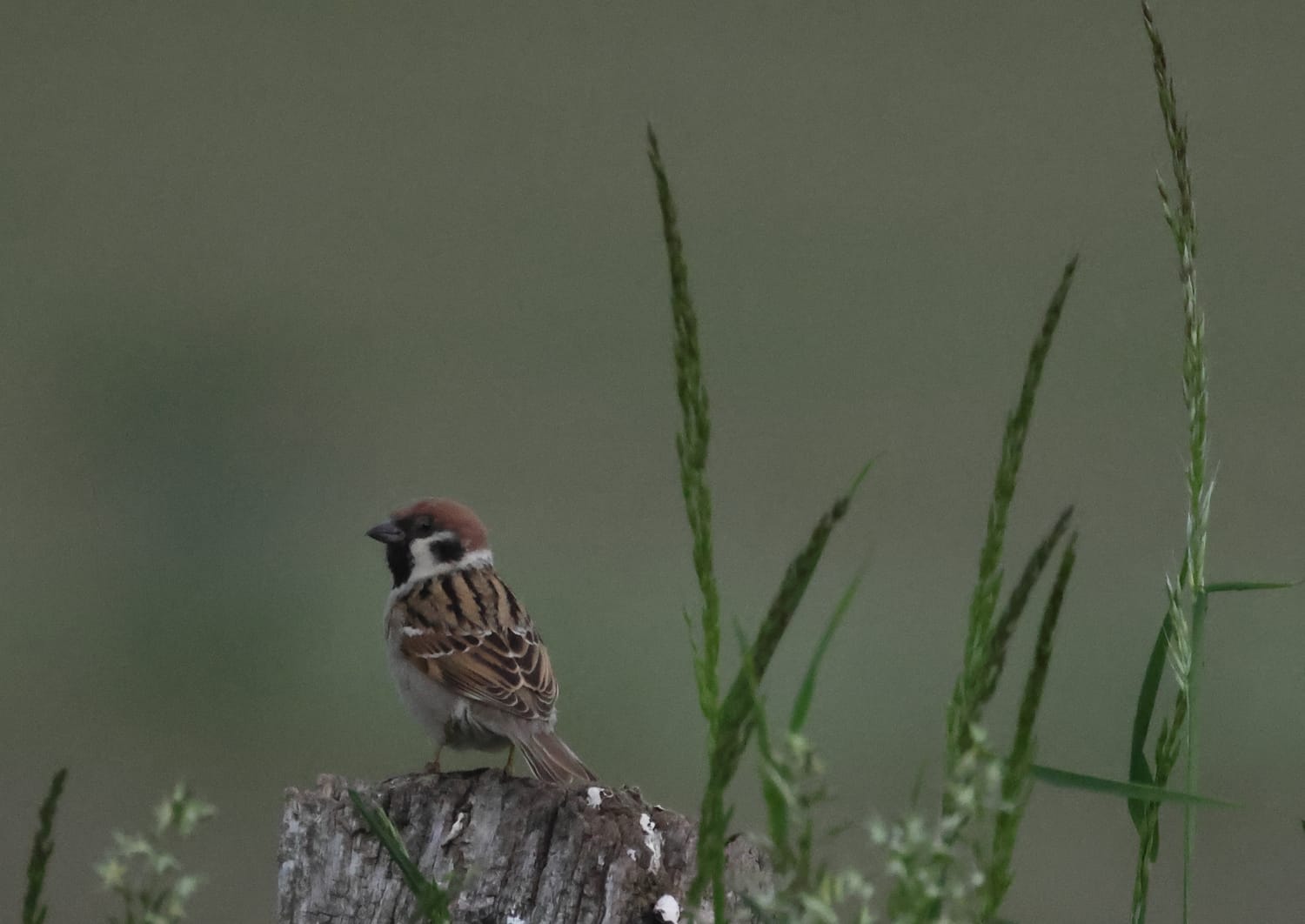 Moineau friquet
