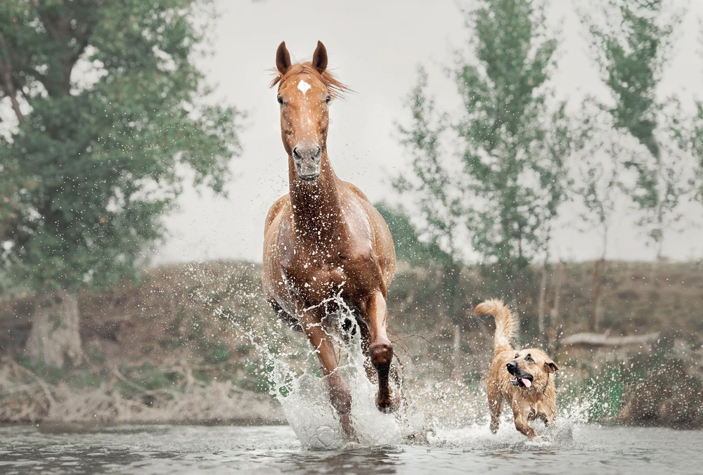 Een bruin paard en een blonde hond rennen samen enthousiast door ondiep water. Het water spat hoog op.