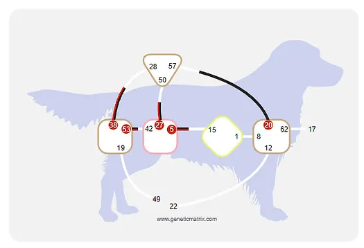 Human Design bodygraph chart geprojecteerd op het silhouet van een hond