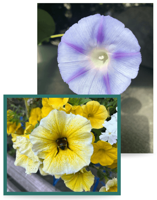 Colourful garden flowers representing a warm relationship-driven approach to email marketing