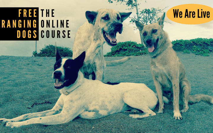 Free-Ranging Dogs Online Course