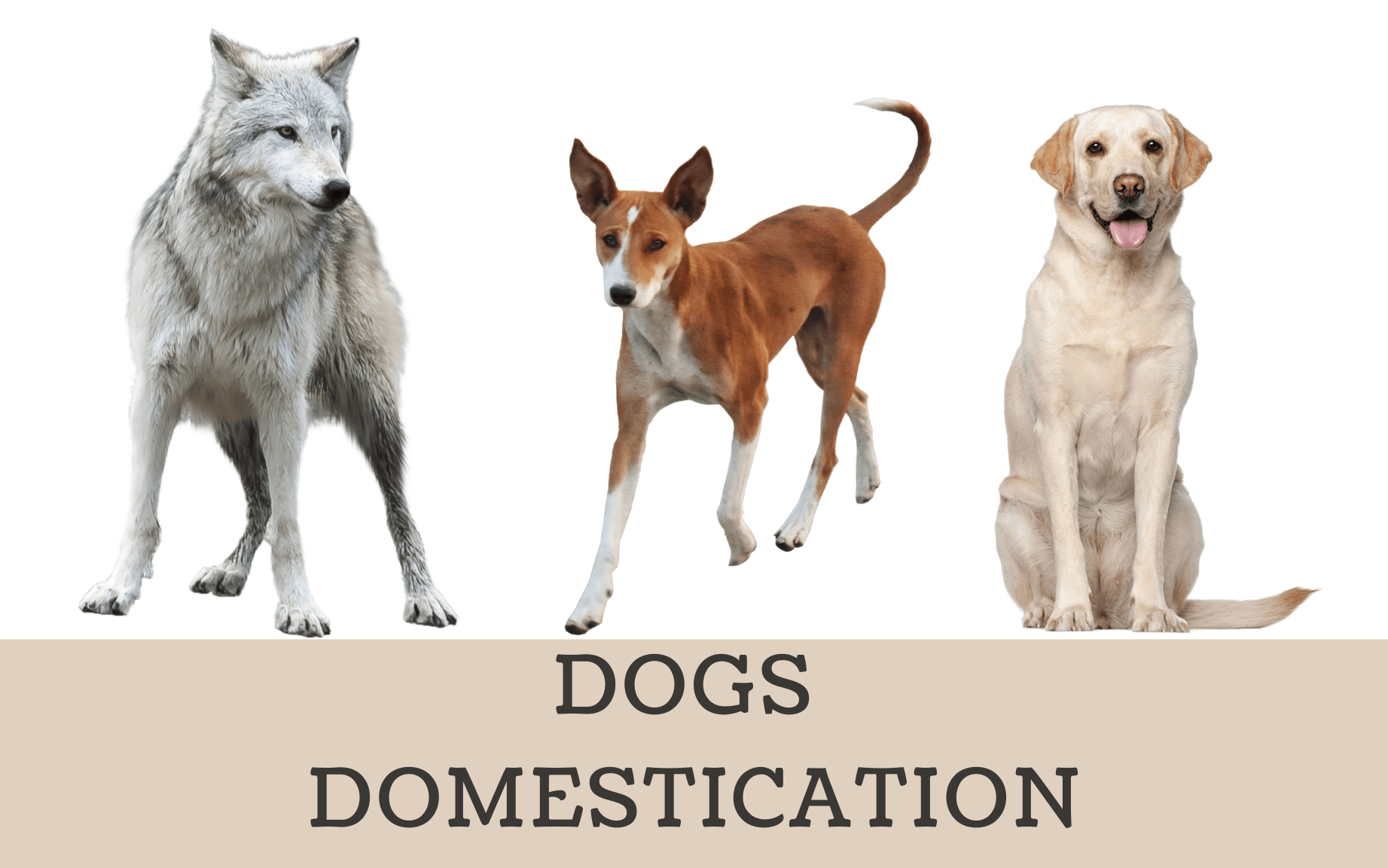 Dogs Domestication Online Course