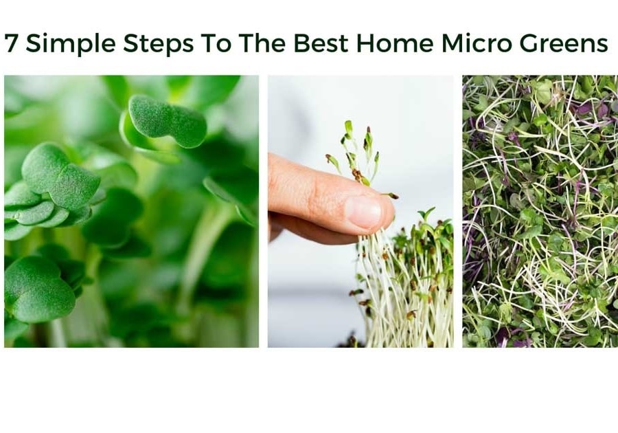 7 Simple Steps To The Best Home Micro Greens