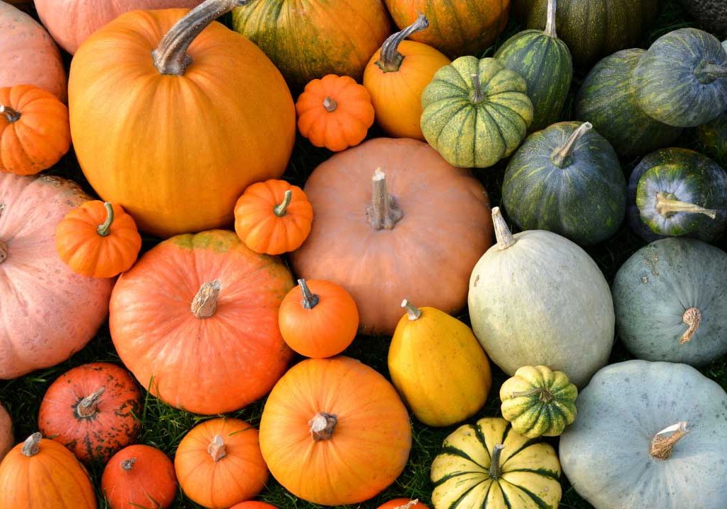 Ayurvedic Health Benefits of Pumpkin