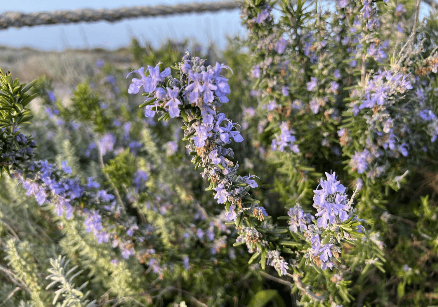 Island Foraging in Mallorca: Seasonal Herbs, Edibles & Nature Rituals