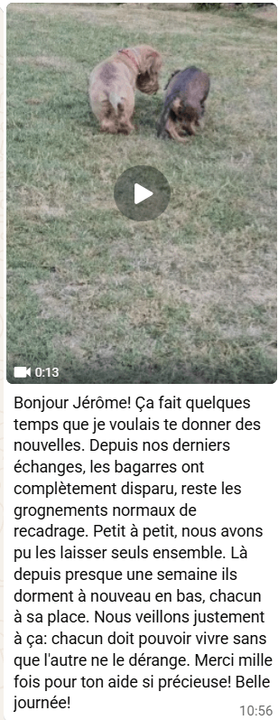 Message de la maîtresse de Pepito et Albert : les bagarres ont disparu, ils dorment à nouveau ensemble