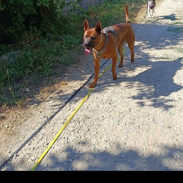 Wallace en balade en longe avec un autre chien, sur un chemin en extérieur
