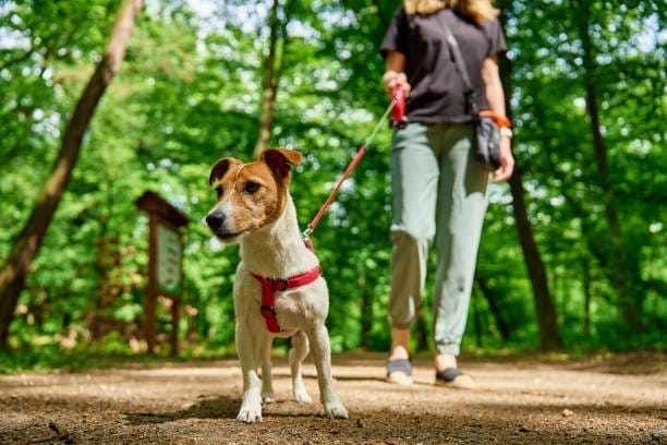 ways to move your body, how to stay active at home
