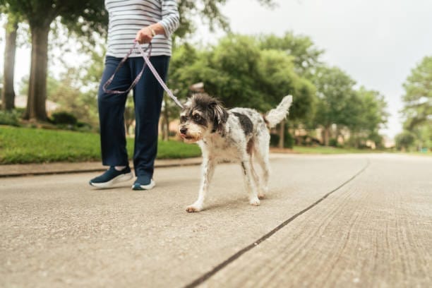 10000 steps a day, how to get 10000 steps a day