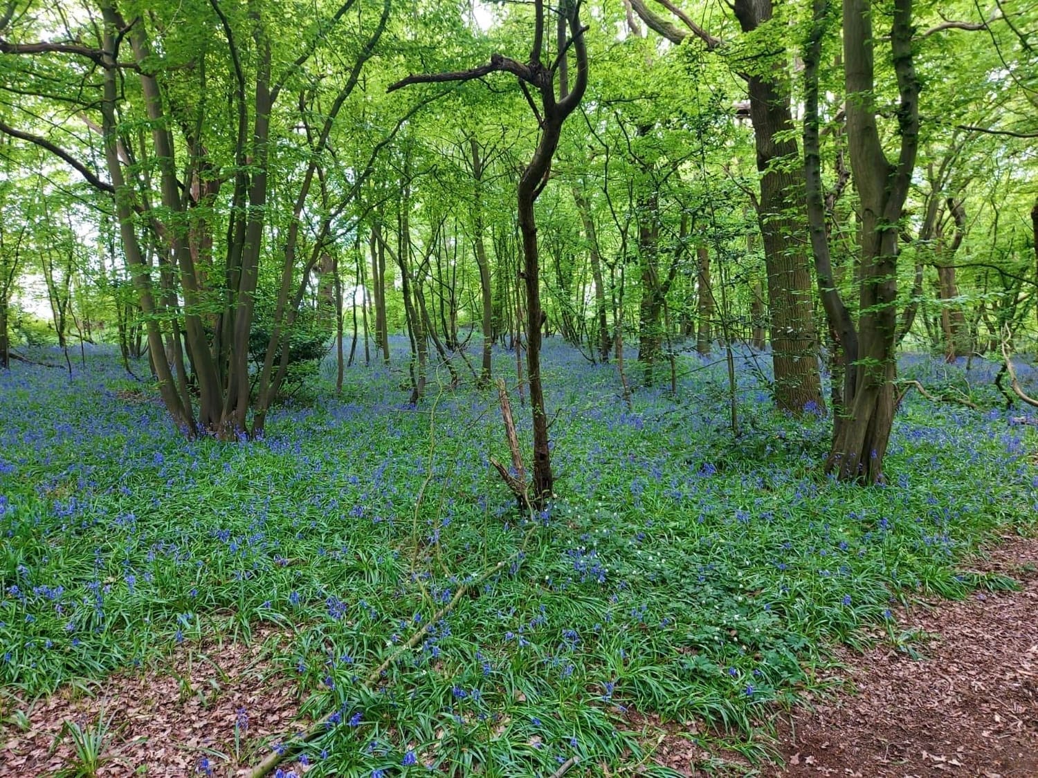 Public footpath in the Greensward Green belt area