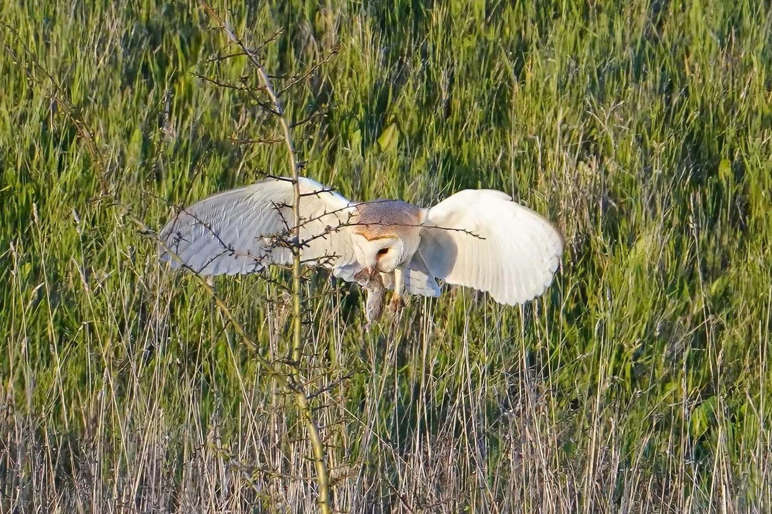 Local wildlife habitat around Beckney Woods, Malvern Road and Greensward Lane
