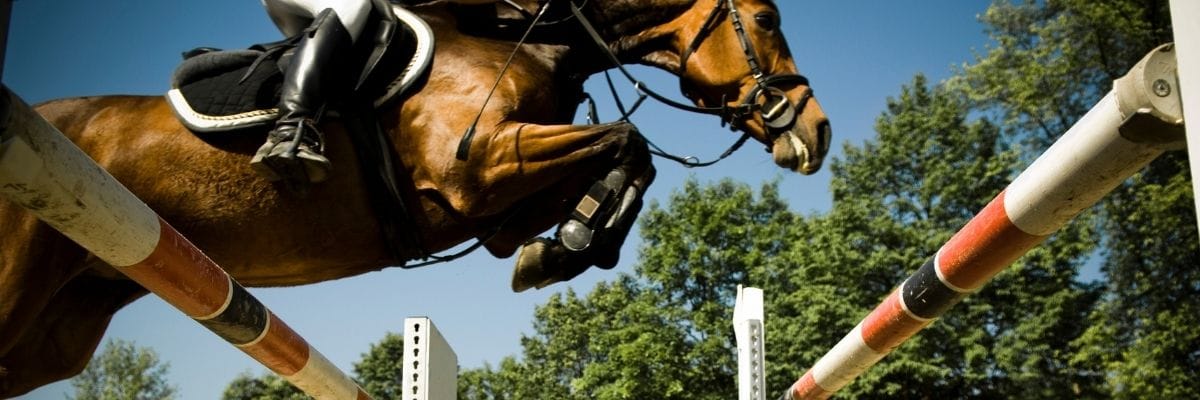 A horse showjumping