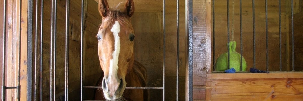 A horse in a stable