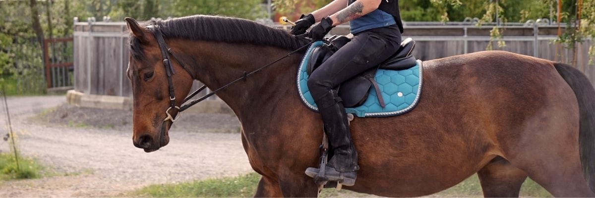 A ridden horse under saddle