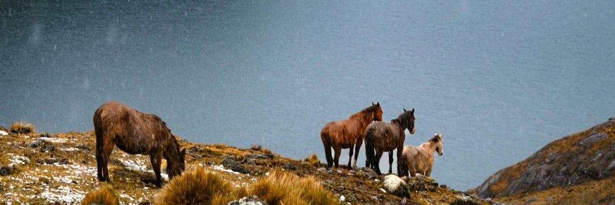 Wild horses on a hilltop