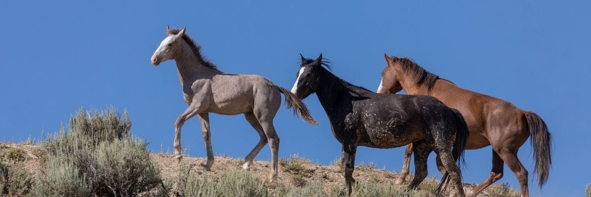 Wild horses on a hilltop