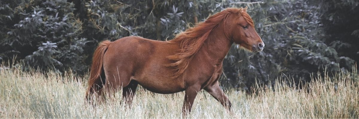 A wild pony