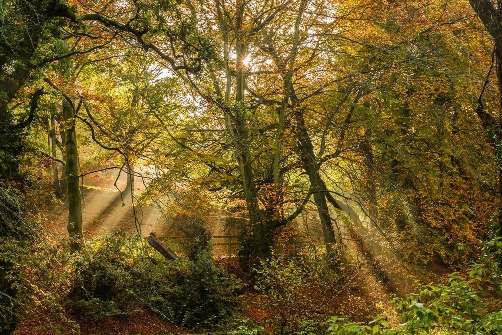 Lumière dans une forêt, séminaire en présentiel en forêt de Brocéliande