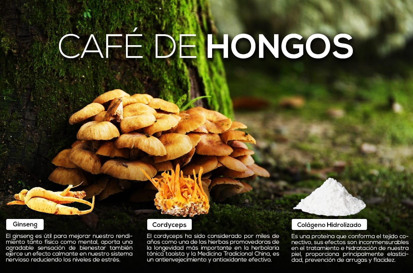 El Ganoderma Lucidum, también conocido como Reishi o Ling Zhi en Asia, es un hongo medicinal muy antiguo y de gran valor.