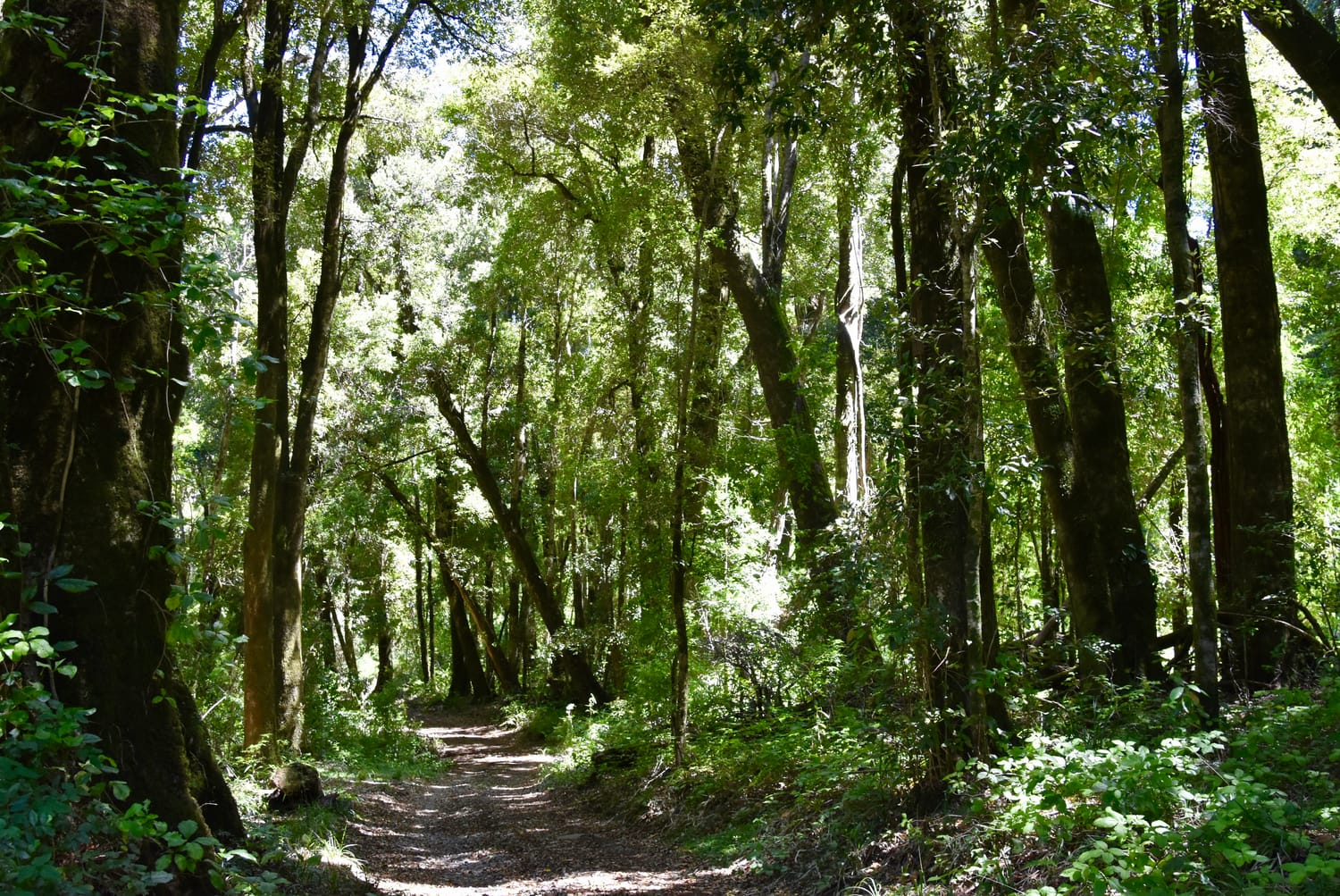Sendero en el bosque nativo