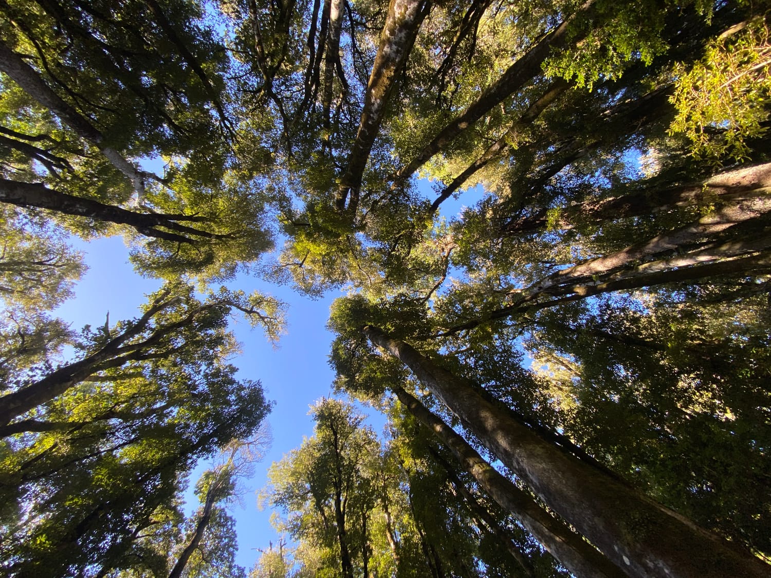Bosque nativo, copa de árboles