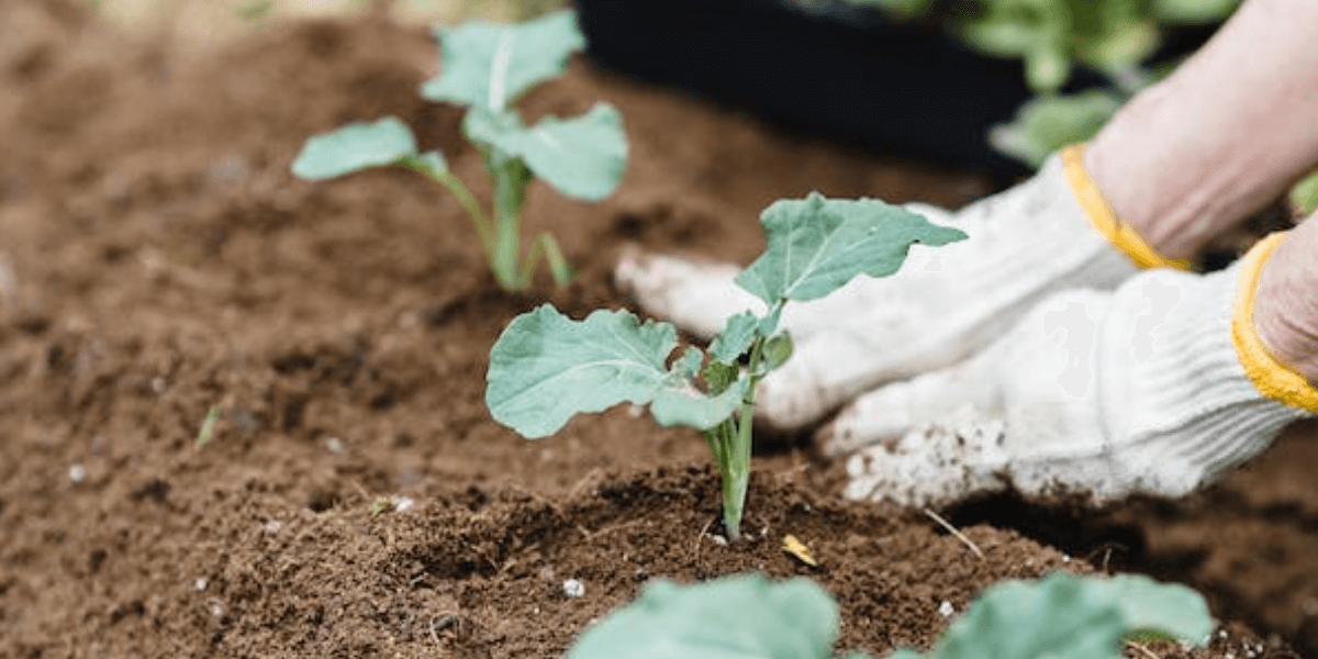 Section 1: Maximizing Your Gardening Space