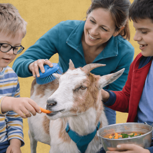 Vous êtes un établissement médico-social ou scolaire ? France Médiation Animale vous aide à intégrer la médiation animale avec des intervenants certifiés