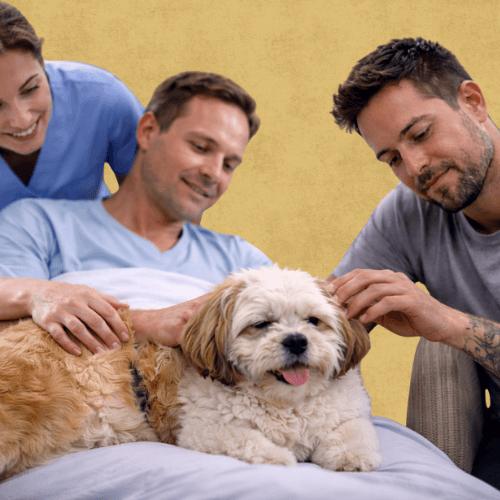 Vous êtes un établissement médico-social ou scolaire ? France Médiation Animale vous aide à intégrer la médiation animale avec des intervenants certifiés