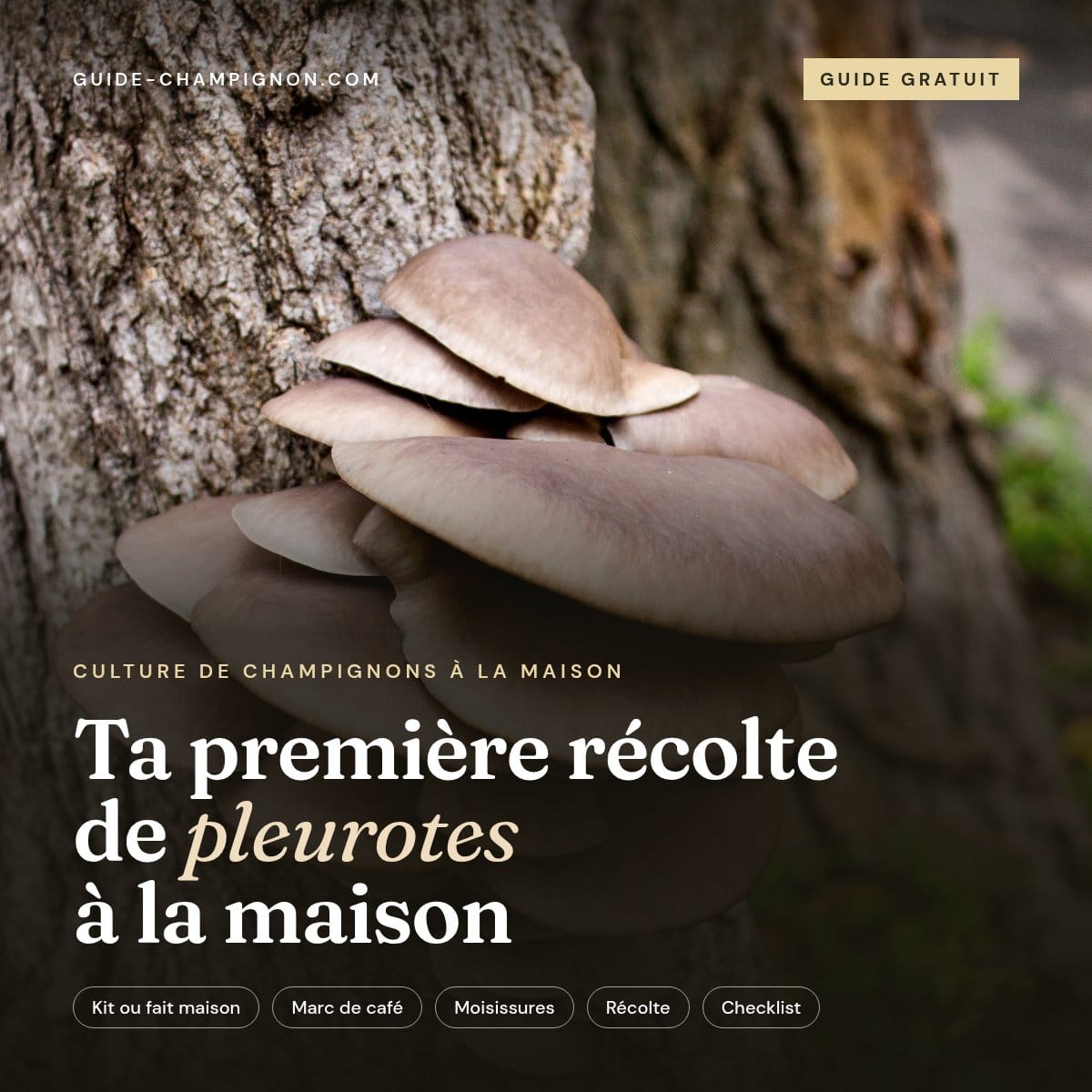 Couverture du guide Ta première récolte de pleurotes à la maison