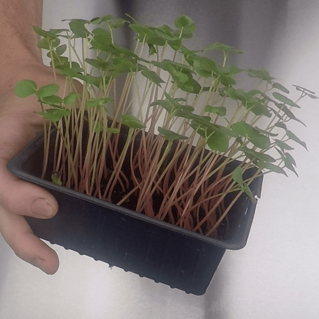 micro pousse de sarrasin