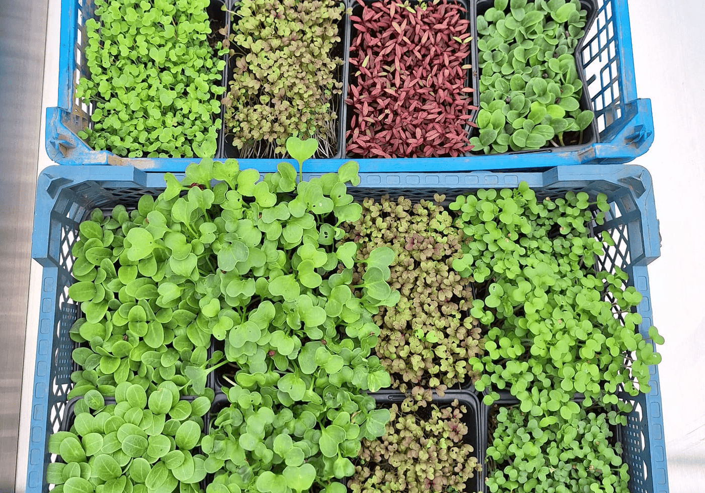 Les 5 variétés de micro pousses préférées des chefs (et pourquoi)