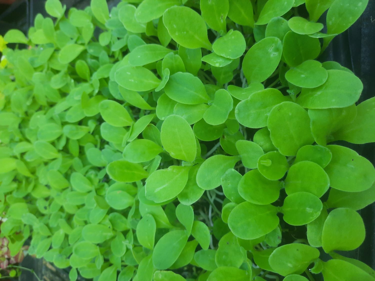 micro pousse bourrache
