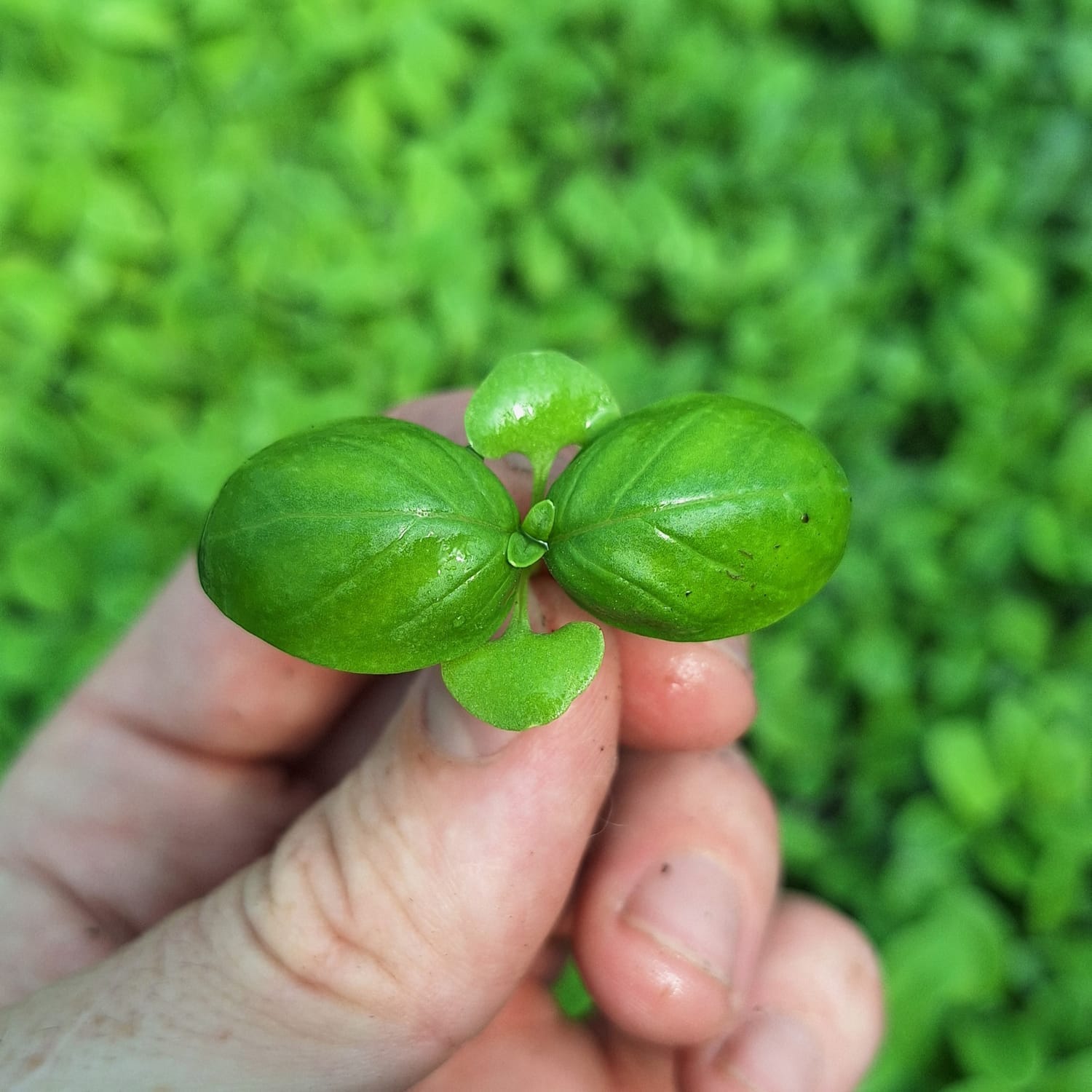micro pousse basilic