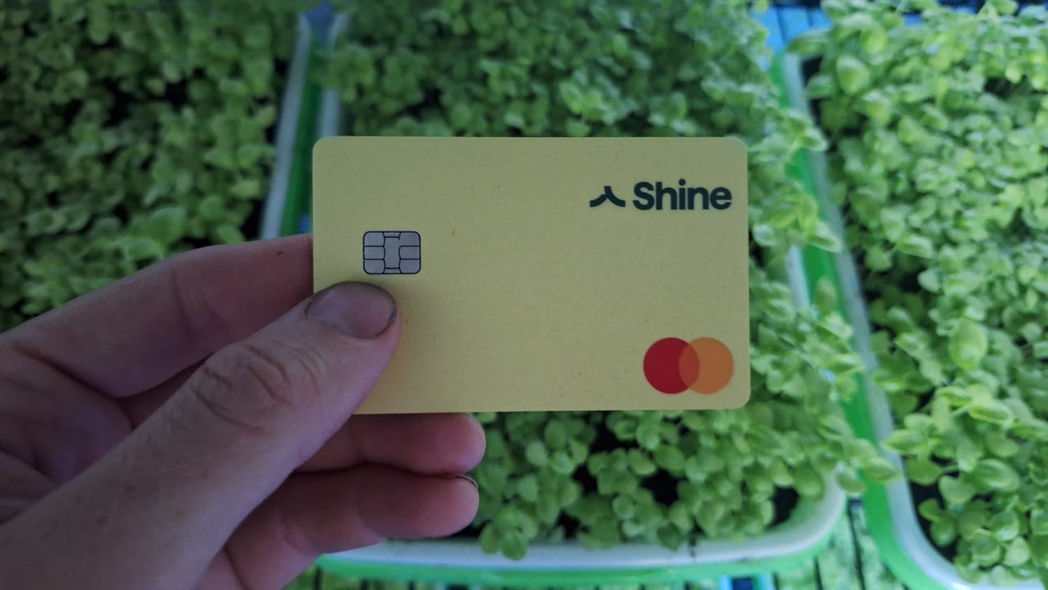 avis fournisseur graines CNseeds