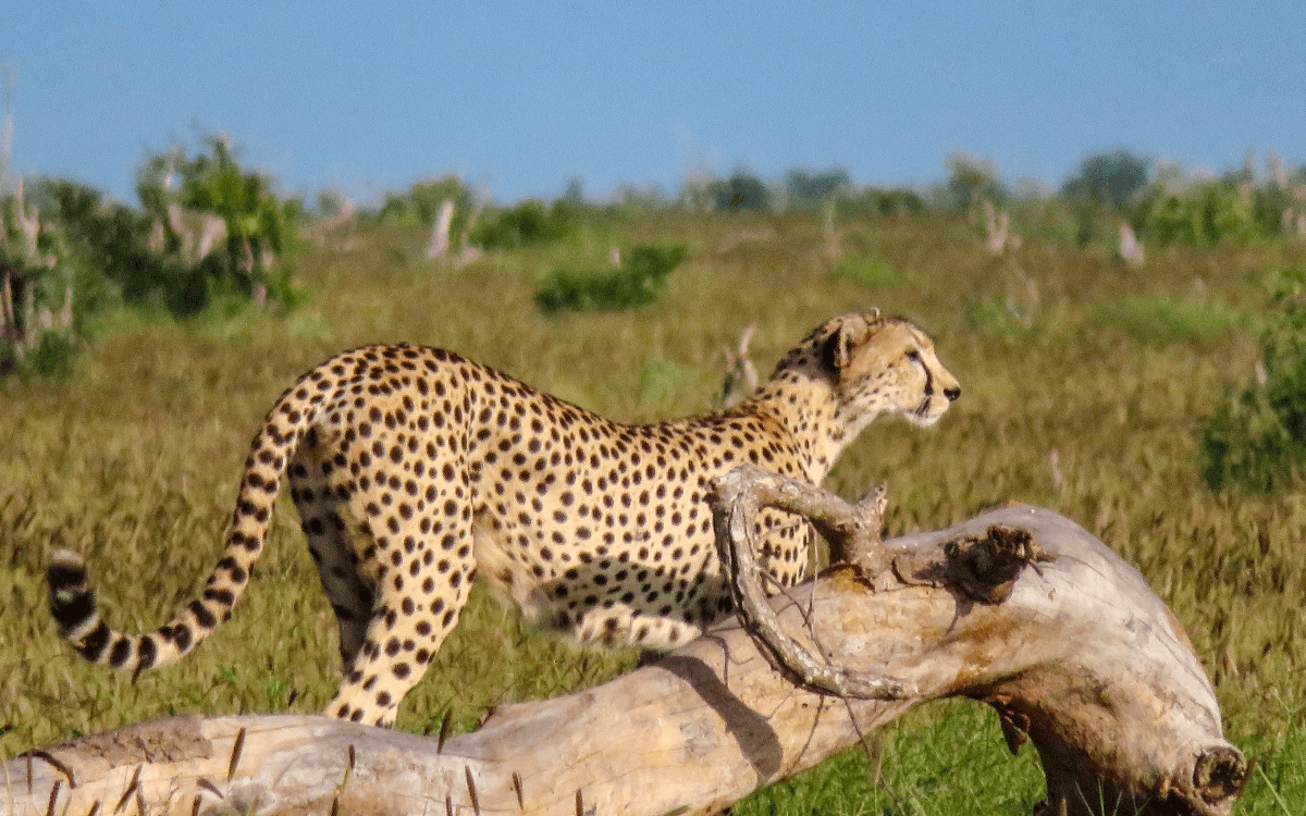 “Out of Africa” Safari — Finch Hattons Edition