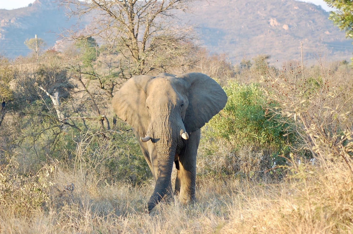 Placeholder: open savannah with distant elephants and a vehicle at safe distance