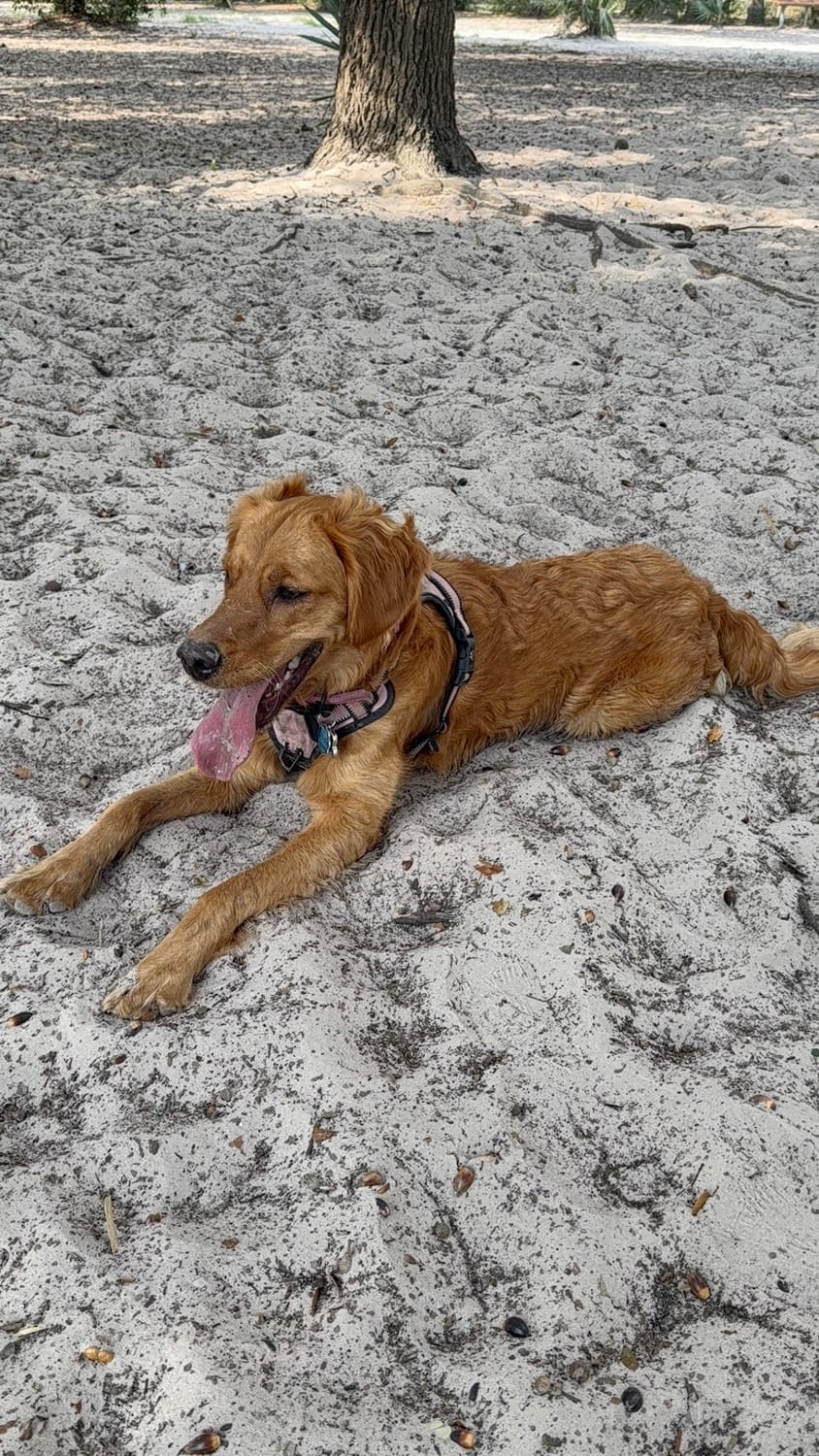 family photos at sunset