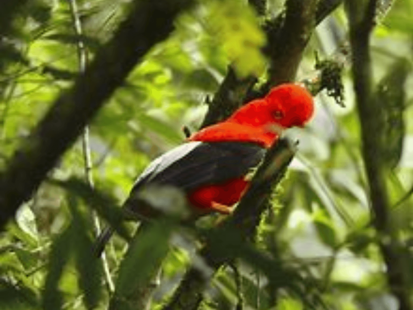 Pajara captado en la periferia de Cali Colombia en la zona de la vereda de Pance