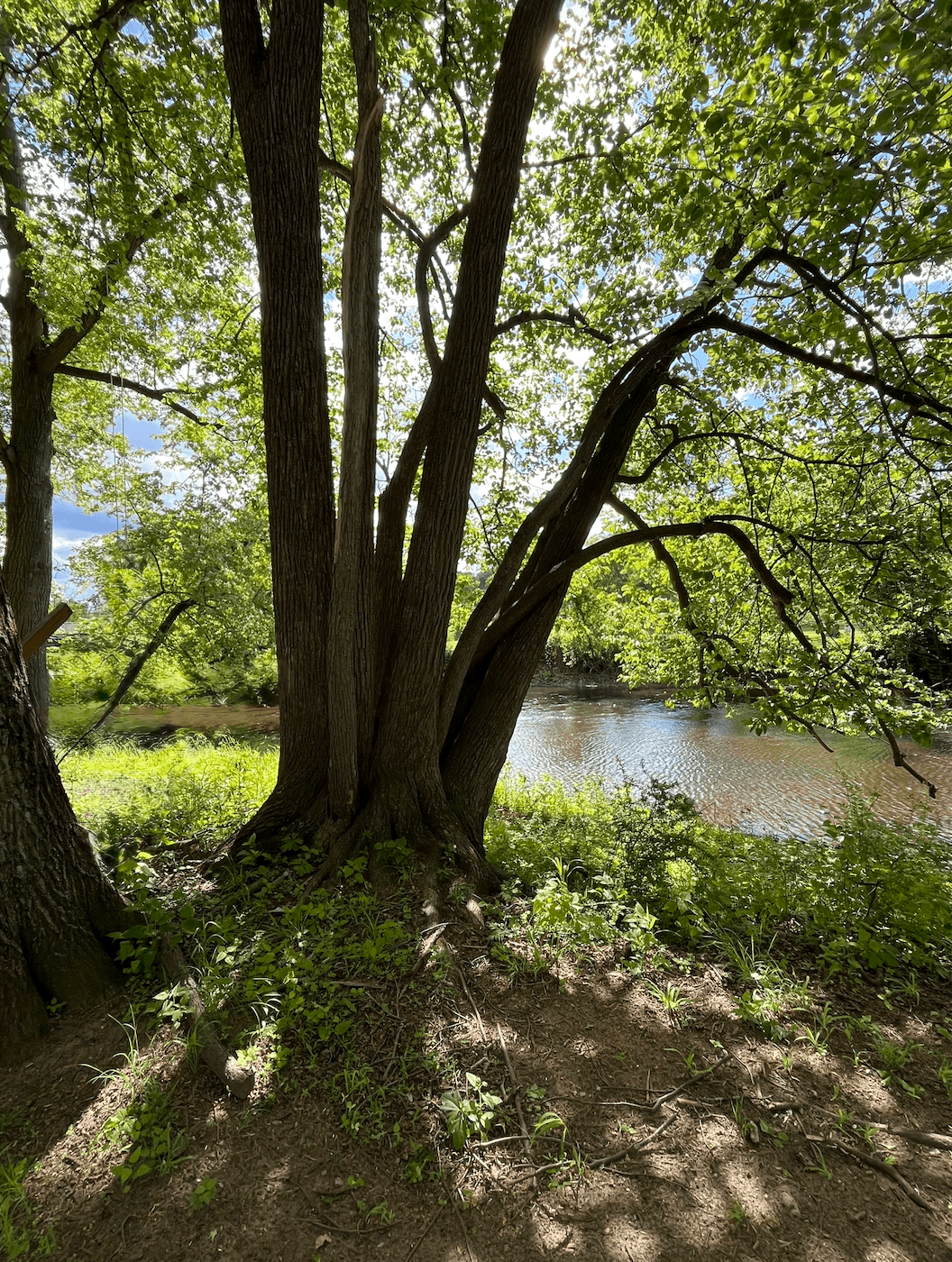 Giant tree along a river with the sun shining through 