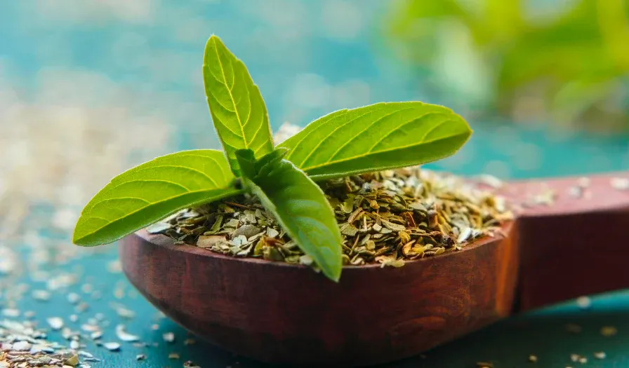 tulsi