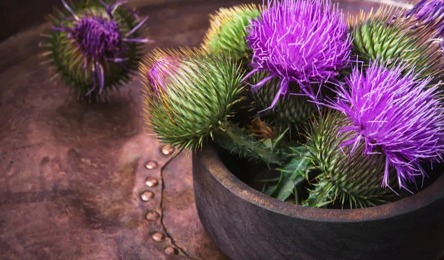 milk thistle
