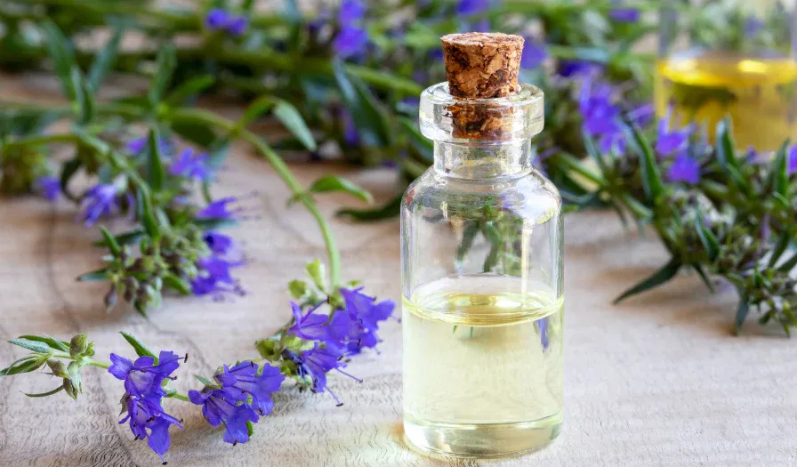hyssop