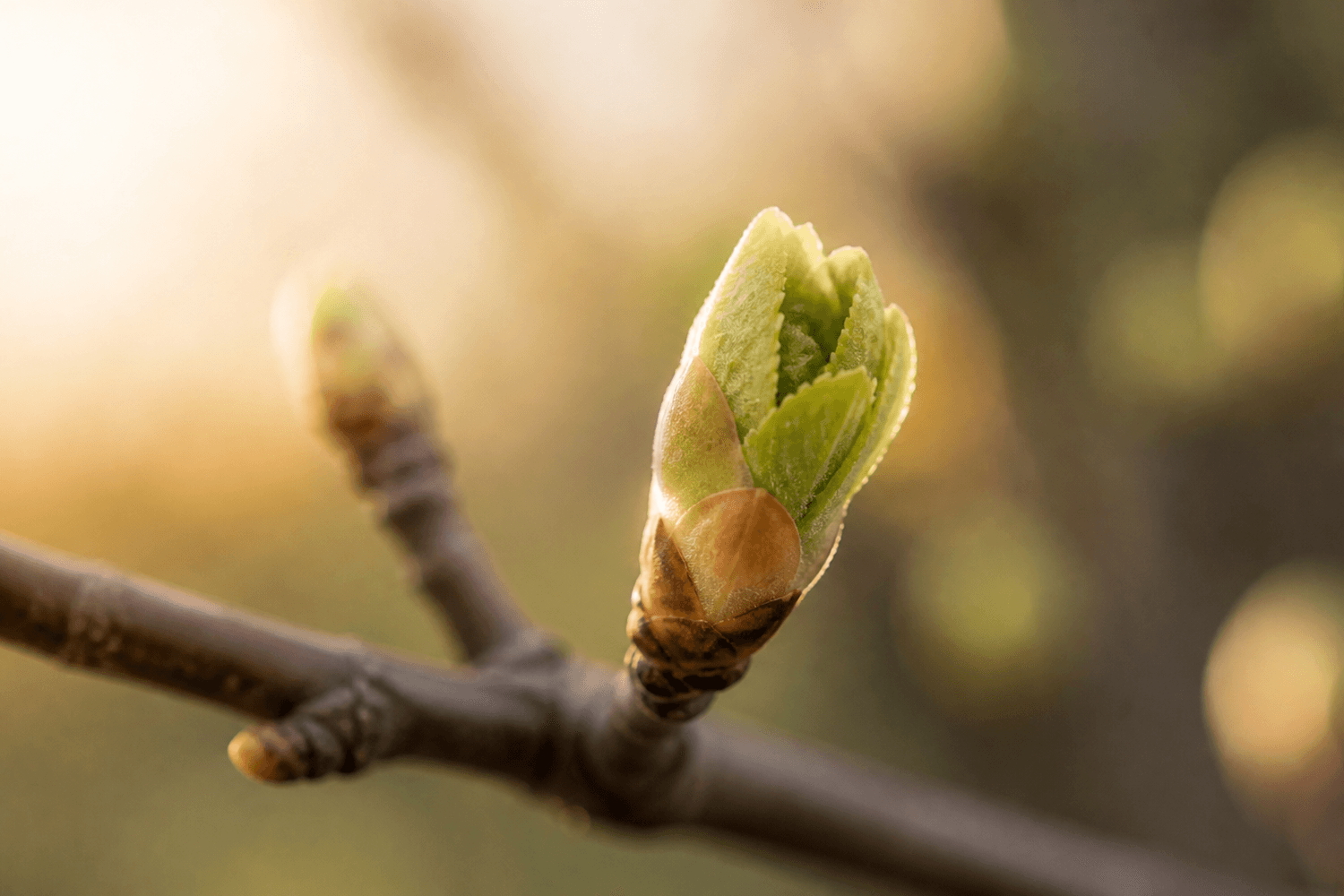Bourgeons sur une branche, symbole de transformation