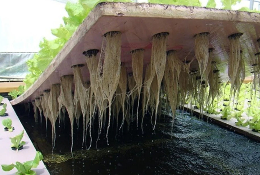 Sistema Hidropónico de raíces flotantes
